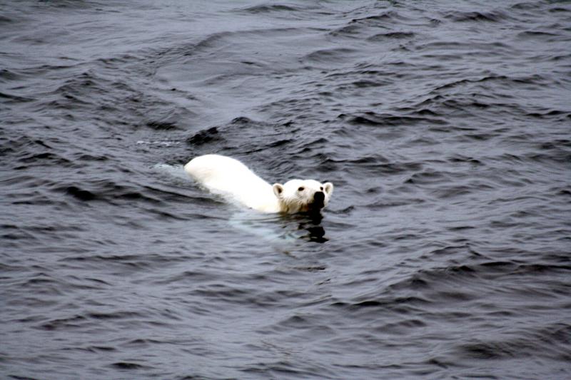 Image: Polar bear swimming.